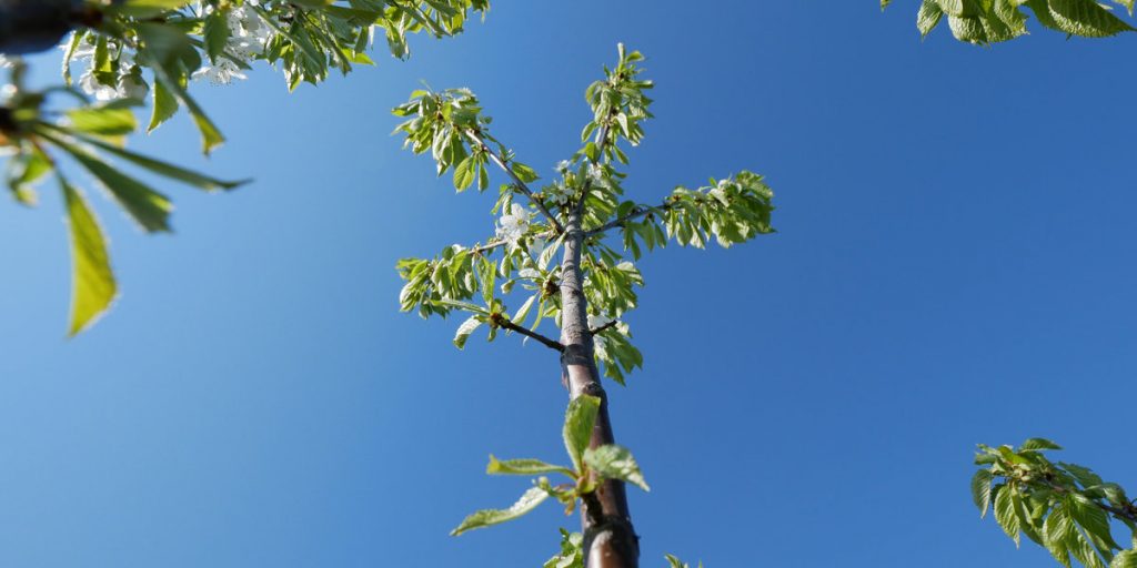 Mit Klima-Talern und I Plant A Tree in Deutschland Bäume pflanzen