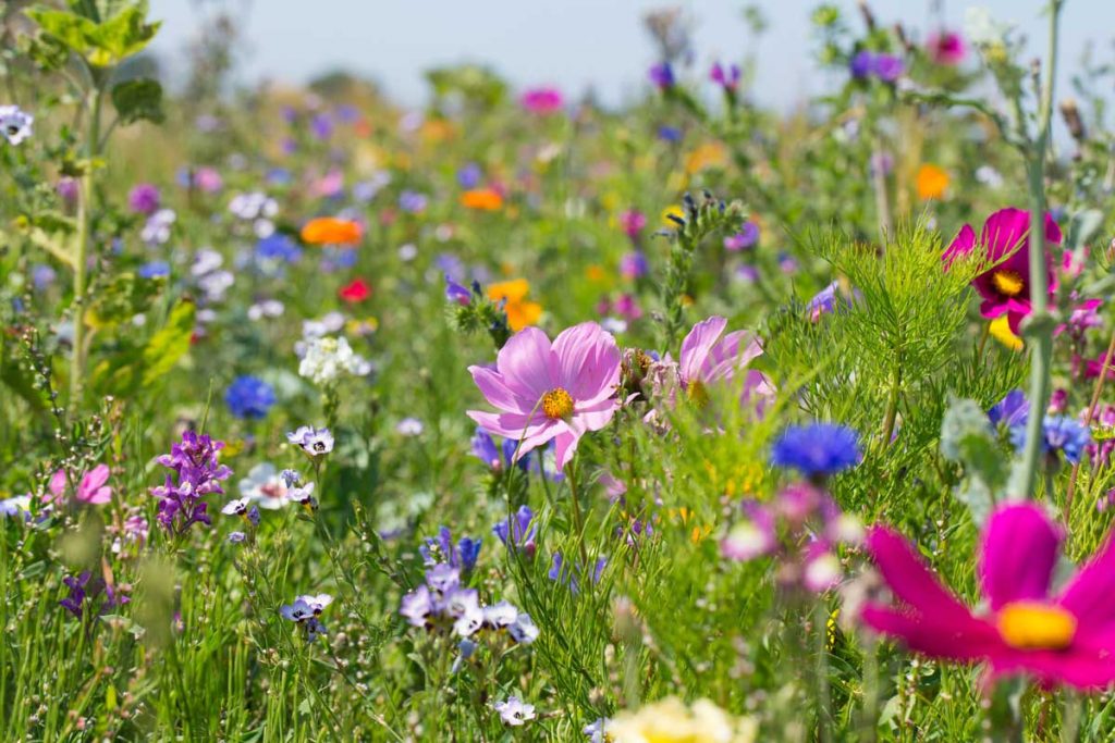 Blumenwiese statt versiegeltem Platz