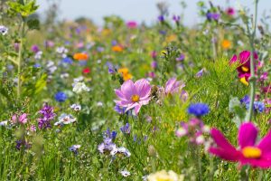 Blumenwiese statt versiegeltem Platz