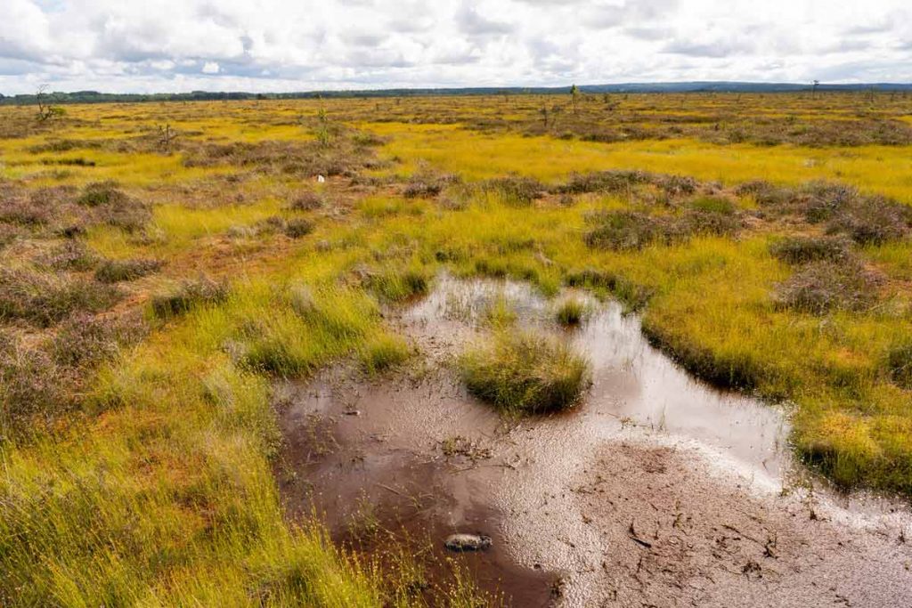 Deutsche Klimaschutzprojekte - Renaturierung von Moorlandschaften
